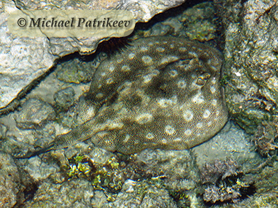 Yellow Stingray (Urobatis jamaicensis)